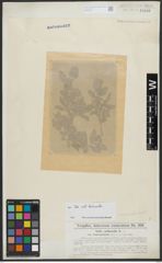 Foto von Salix arbuscula L.